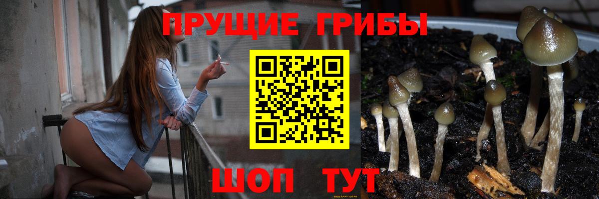 Зеленогорск  Псилоцибиновые грибы MAGIC MUSHROOMS  хочу   Вход с VPN 